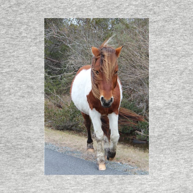 Assateague Pony - Virginia by searchlight